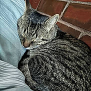 Ash joined the competition — help win amazing prizes! animal, blanket, brick_wall, cat, cozy, curled_up, cute, ears, fabric, feline, fur, indoor, nose, peaceful, pet, resting, sleeping, tabby, texture, whiskers