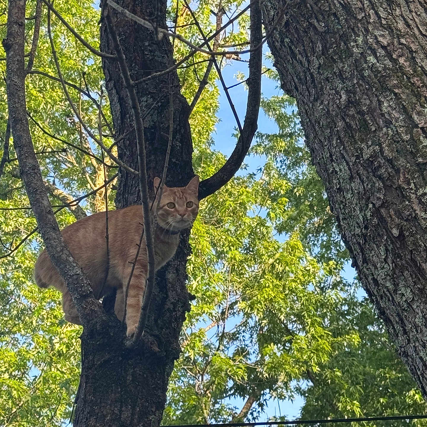 Orange Cat