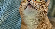 Chaba joined the competition — help win amazing prizes! cat, tabby_cat, pet, animal, whiskers, fur, close_up, looking_up, curious, indoor, portrait, mammal, ears, nose, eyes, feline, domestic_animal, cute, soft_texture, background