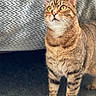 Chaba is registered to the contest to win money with this photo: cat, tabby, yellow_eyes, pet, indoor, carpet, toy, feather, curious, alert, animal, feline, striped, whiskers, ears, fur, close_up, texture, blanket, domestic