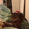Chaba is registered to the contest to win money with this photo: cat, tabby, bed, blanket, indoor, resting, cozy, feline, sleepy, soft, comfort, relaxation, household, clothing, closet, room, furniture, domestic, pet, fur
