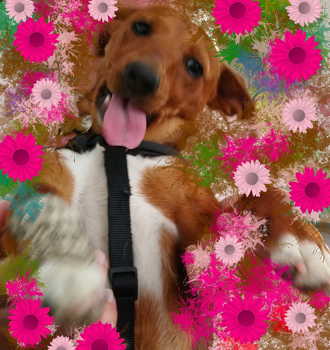 Polka