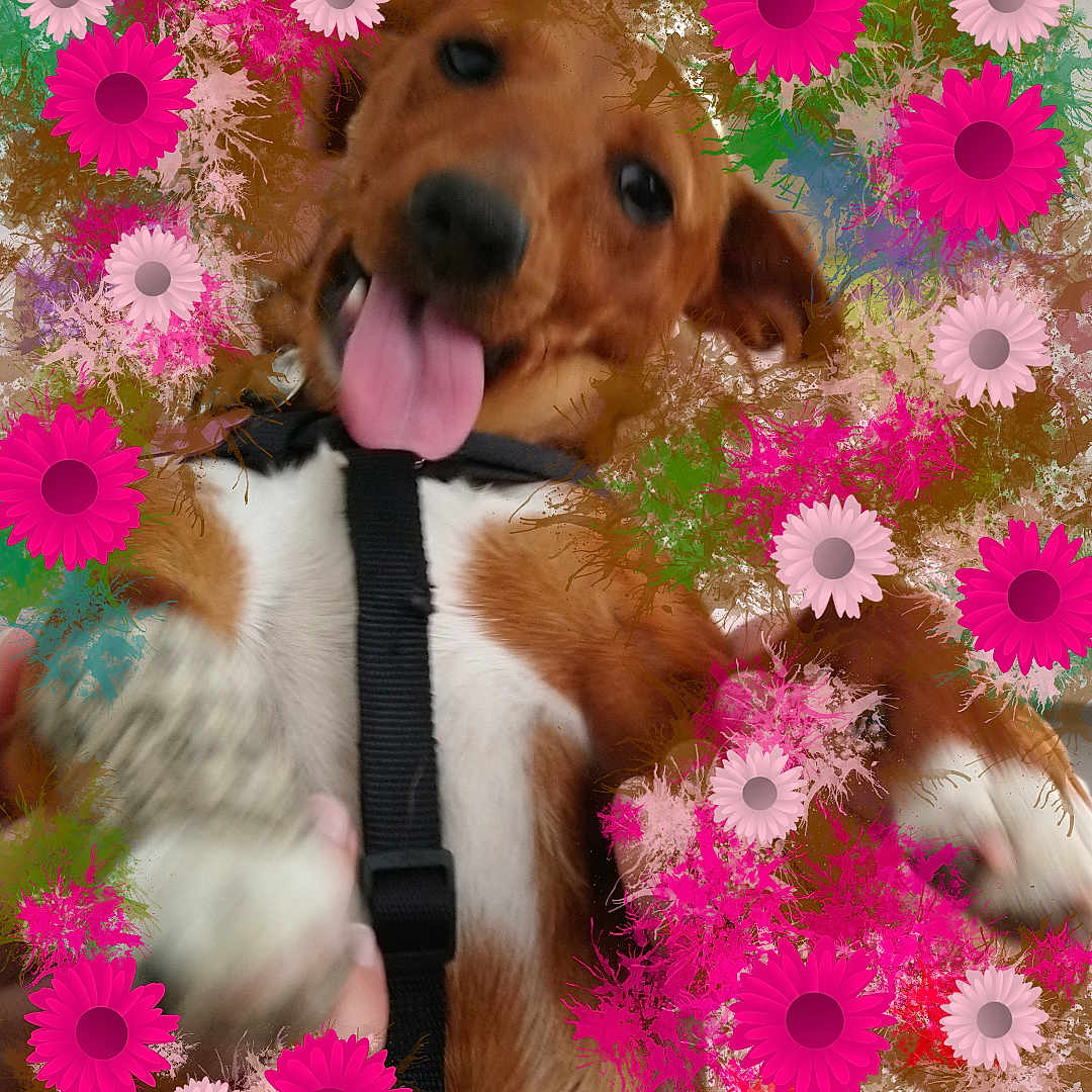 Polka