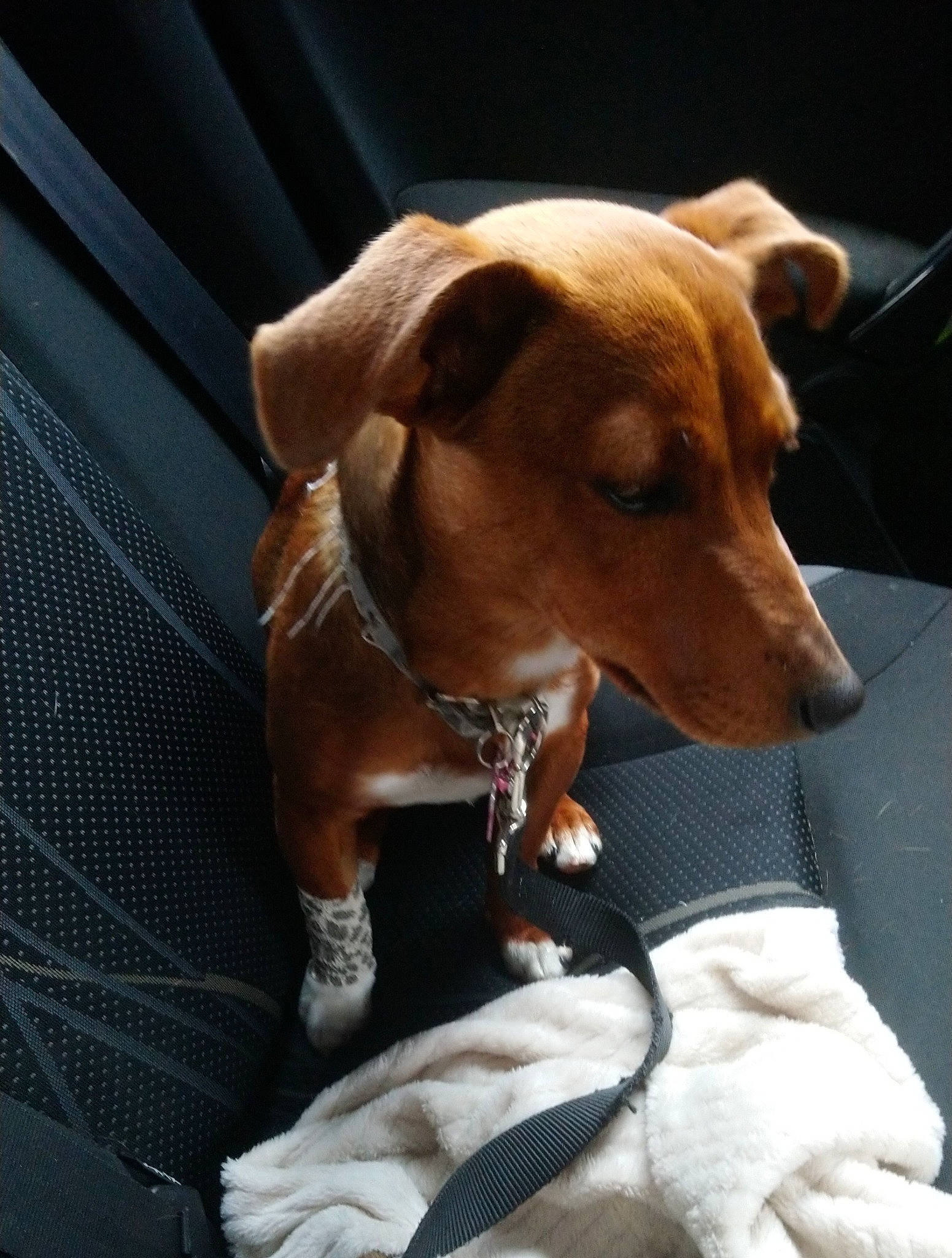 Polka participe au concours pour gagner de l'argent avec cette photo : canidae, carnivore, companion_dog, dog, dog_breed, fawn, mammal, potcake_dog, snout, vertebrate