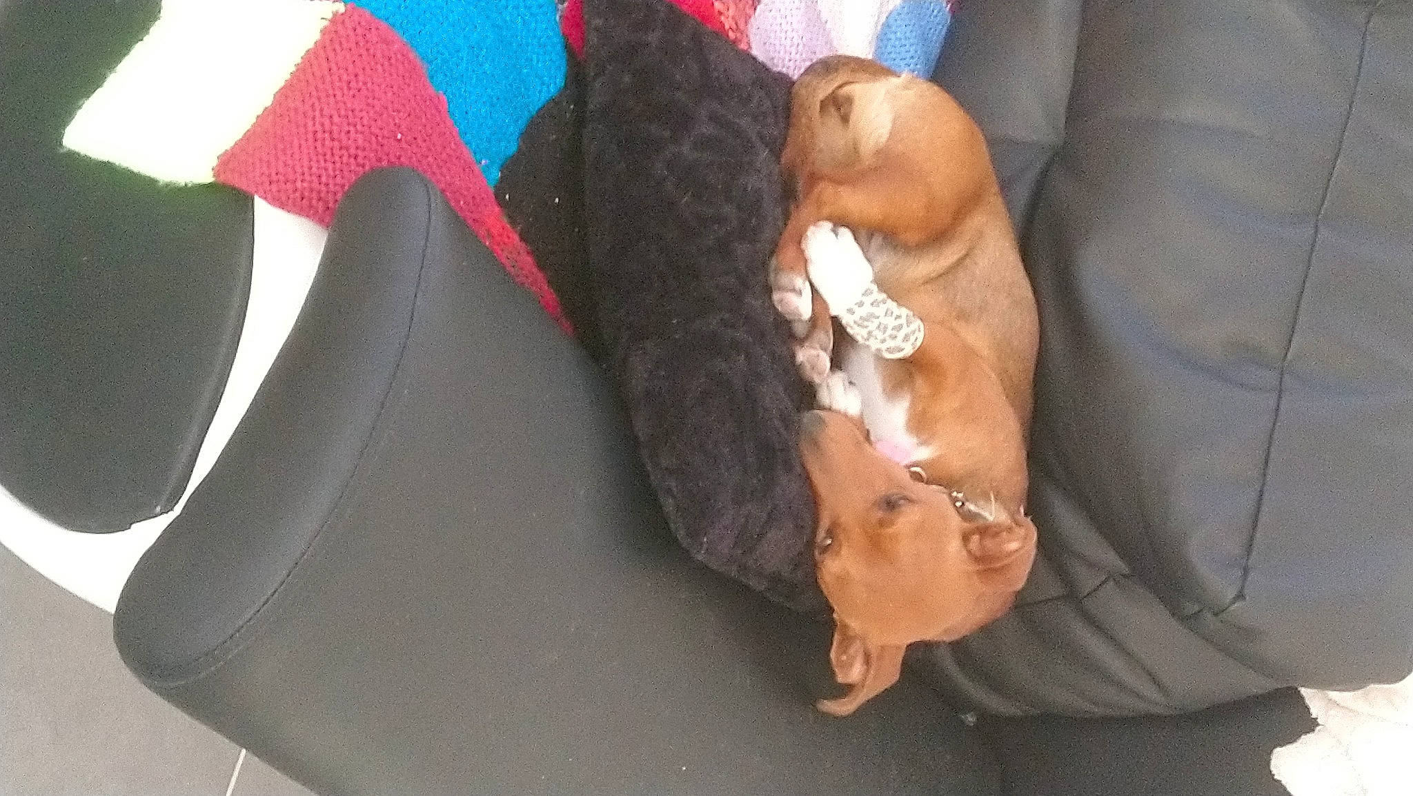 Polka a rejoint le concours — aidez-le/la à gagner de superbes lots ! canidae, dachshund, fawn, sporting_group