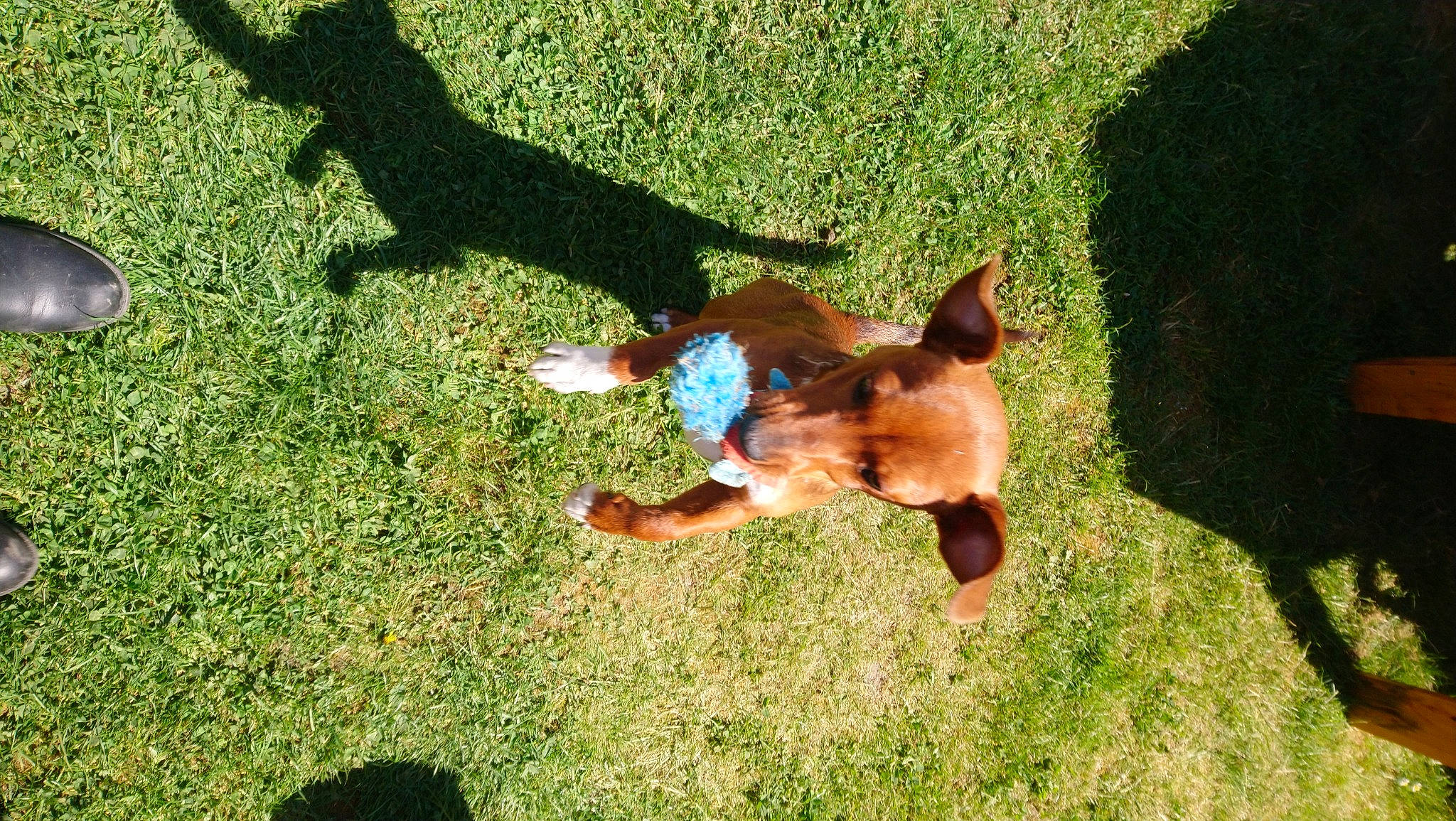 Polka participe au concours pour gagner de l'argent avec cette photo : canidae, carnivore, dog, dog_breed, fawn, german_shepherd_dog, grass, lawn, mammal, miniature_pinscher