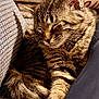 Zoe joined the competition — help win amazing prizes! animal, blanket, cat, closeup, comfort, couch, cozy, feline, fur, indoor, nap, pet, relaxed, resting, sleeping, soft, tabby, texture, warm_light, whiskers