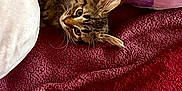 Zoe is registered to the contest to win money with this photo: animal, blanket, closeup, cozy, curious, cute, feline, indoor, kitten, pet, pillow, plush, red_blanket, resting, sleepy_face_pillow, soft_texture, tabby_cat, whiskers, white_pillow, young_cat