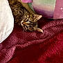 Zoe is registered to the contest to win money with this photo: kitten, tabby_cat, pet, indoor, blanket, pillow, plush, cozy, feline, whiskers, cute, sleepy_face_pillow, red_blanket, white_pillow, resting, curious, animal, soft_texture, closeup, young_cat