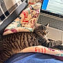 blanket, cat, computer, cozy, cute, domestic_cat, fleece_blanket, indoor, keyboard, kitten, laptop, paw, pet, relaxed, resting, sleepy, soft, striped, tabby, technology