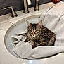 Zoe is registered to the contest to win money with this photo: kitten, cat, sink, towel, bathroom, faucet, countertop, tabby, pet, animal, curious, striped, indoor, clean, relaxing, silver, white, soft, young, domestic
