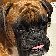 Vamos participe au concours pour gagner de l'argent avec cette photo : adorable, animal, black, boxer, brown, close_up, cute, dog, ears, expression, face, floor, fur, indoor, muzzle, pet, portrait, tile, tongue, whiskers