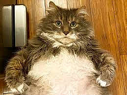 Chubs is registered to the contest to win money with this photo: american_bobtail, american_curl, asian_semi_longhair, british_longhair, british_semi_longhair, carnivore, cat, cymric, domestic_long_haired_cat, felidae, fur, kitten, maine_coon, mammal, norwegian_forest_cat, ragamuffin, siberian, small_to_medium_sized_cats, vertebrate, whiskers