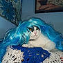 cat, blue_wig, black_and_white_cat, crocheted_blanket, indoor, pet, fur, animal, portrait, resting, whiskers, collar, feline, home, funny, costume, hair, face, cute, domestic_animal