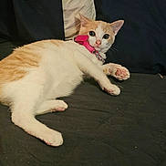 Sheba is registered to the contest to win money with this photo: cat, orange_and_white, collar, pink_collar, pet, indoor, feline, paw, paw_pads, lying_down, curious, looking_at_camera, cute, domestic_animal, whiskers, ears, fur, resting, soft_texture, animal
