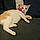 Sheba