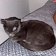 Aileen Batt is registered to the contest to win money with this photo: blanket, cat, cozy, curled_up, ear, fur, grey_cat, home, indoor, mattress, nap, nose, paw, pet, pillow, sleeping_cat, tail, texture, wall, whiskers