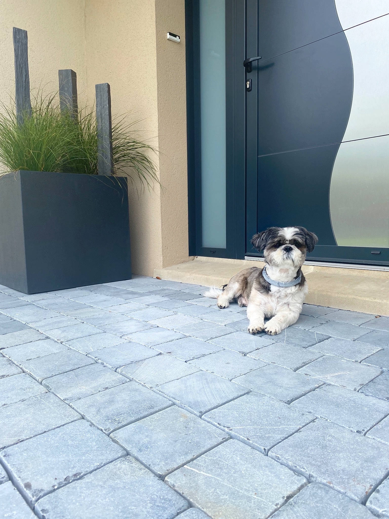 Jaïa a rejoint le concours — aidez-le/la à gagner de superbes lots ! architecture, canidae, carnivore, companion_dog, dog, dog_breed, fawn, flagstone, floor, flooring, grass, home, house, sporting_group, tile