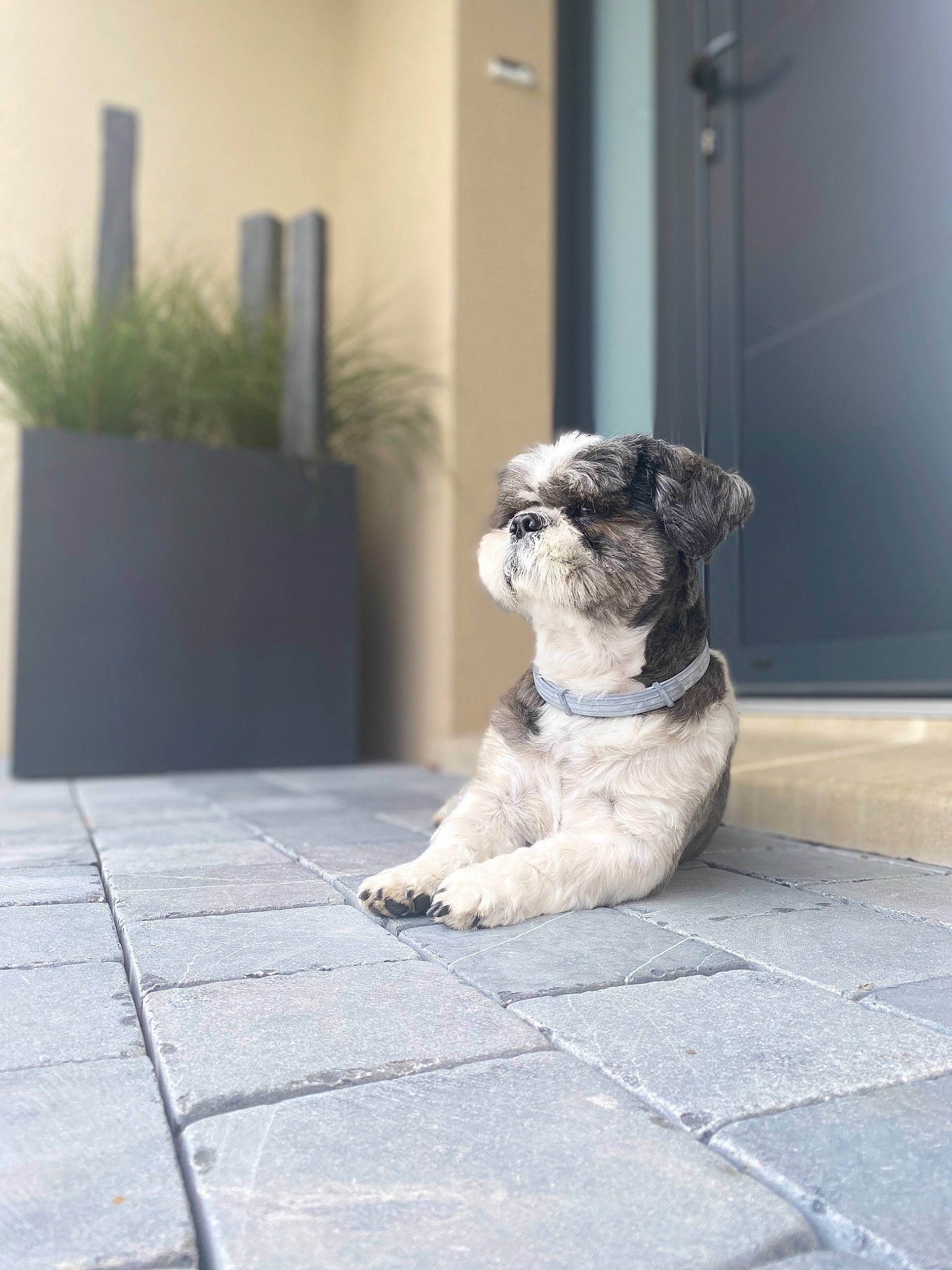 Jaïa participe au concours pour gagner de l'argent avec cette photo : canidae, carnivore, companion_dog, dog, dog_breed, fawn, floor, miniature_schnauzer, non_sporting_group, pug, puppy, sitting, snout, sporting_group, toy_dog