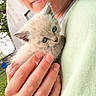 affection, animal, blue_eyes, building, cat, close_up, cute, fluffy, green_shirt, hand, holding, kitten, nature, outdoor, person, pet, portrait, soft, tender_moment, trees