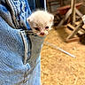 animal, barn, blue_jeans, closeup, curious, cute, denim, feline, furry, hay, indoor, kitten, mammal, pet, pocket, small, soft, texture, wood, young