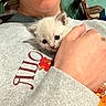 animal, casual_clothing, cat, closeup, cozy, cute, expression, face, fur, hand, holding, indoor, kitten, person, pet, rooster_graphic, smile, sweatshirt, warm, young_animal