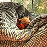 animal, blanket, cozy, cute, fur, home, indoor, kitten, mushroom_toy, nap, peaceful, pet, relaxation, sleeping, small, soft, sunset, texture, toy, window