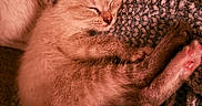 Nala joined the competition — help win amazing prizes! adorable, animal, blanket, cat, closeup, cozy, cute, domestic_animal, fur, indoor, kitten, mammal, paw, pet, relaxation, resting, sleeping, soft, warm, young