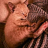 adorable, animal, blanket, cat, closeup, cozy, cute, domestic_animal, fur, indoor, kitten, mammal, paw, pet, relaxation, resting, sleeping, soft, warm, young