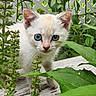 adorable, blue_eyes, cat, close_up, curious, feline, flower, garden, greenery, kitten, lattice, leaf, nature, outdoor, pet, pink_flower, plants, whiskers, wood, young_animal