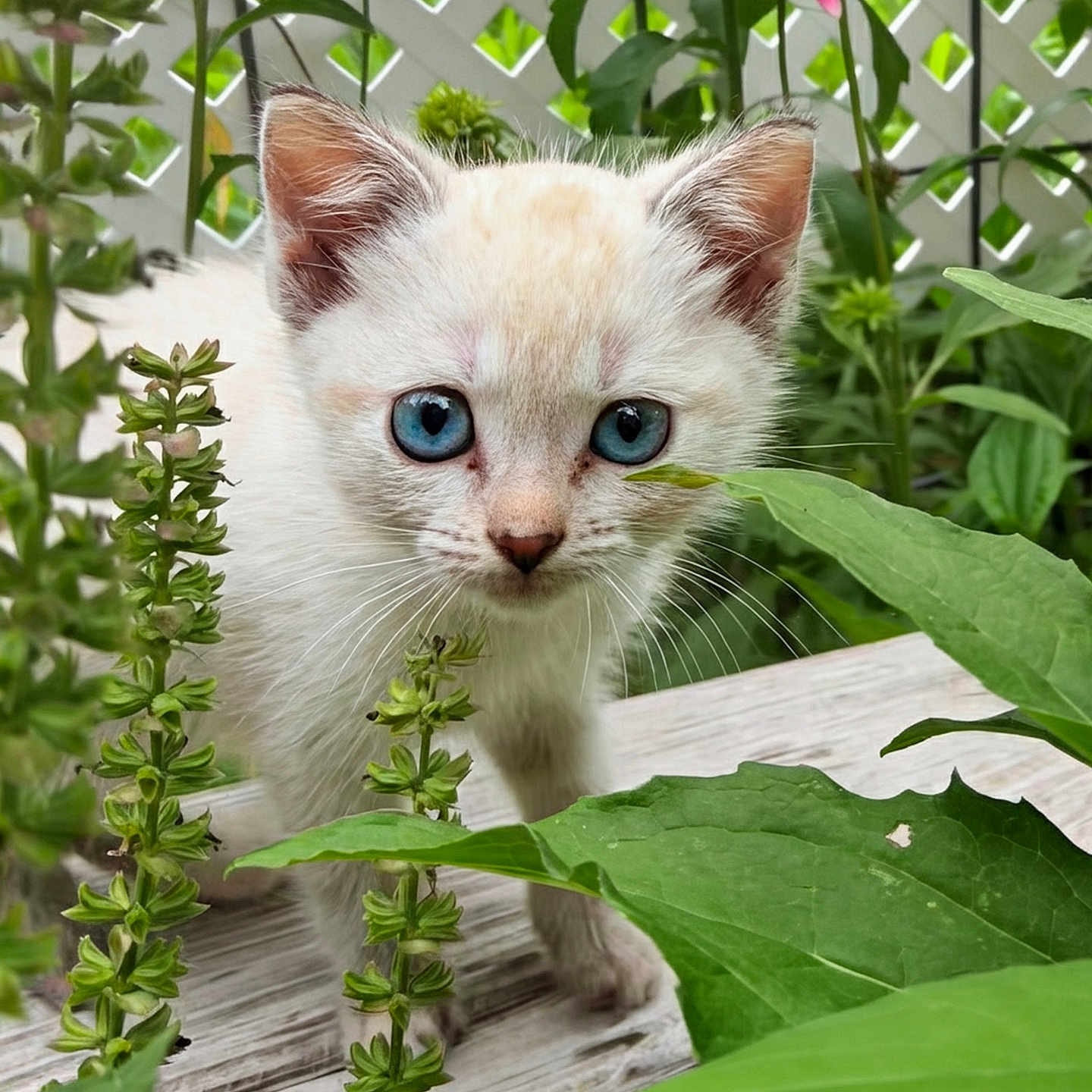 Nala