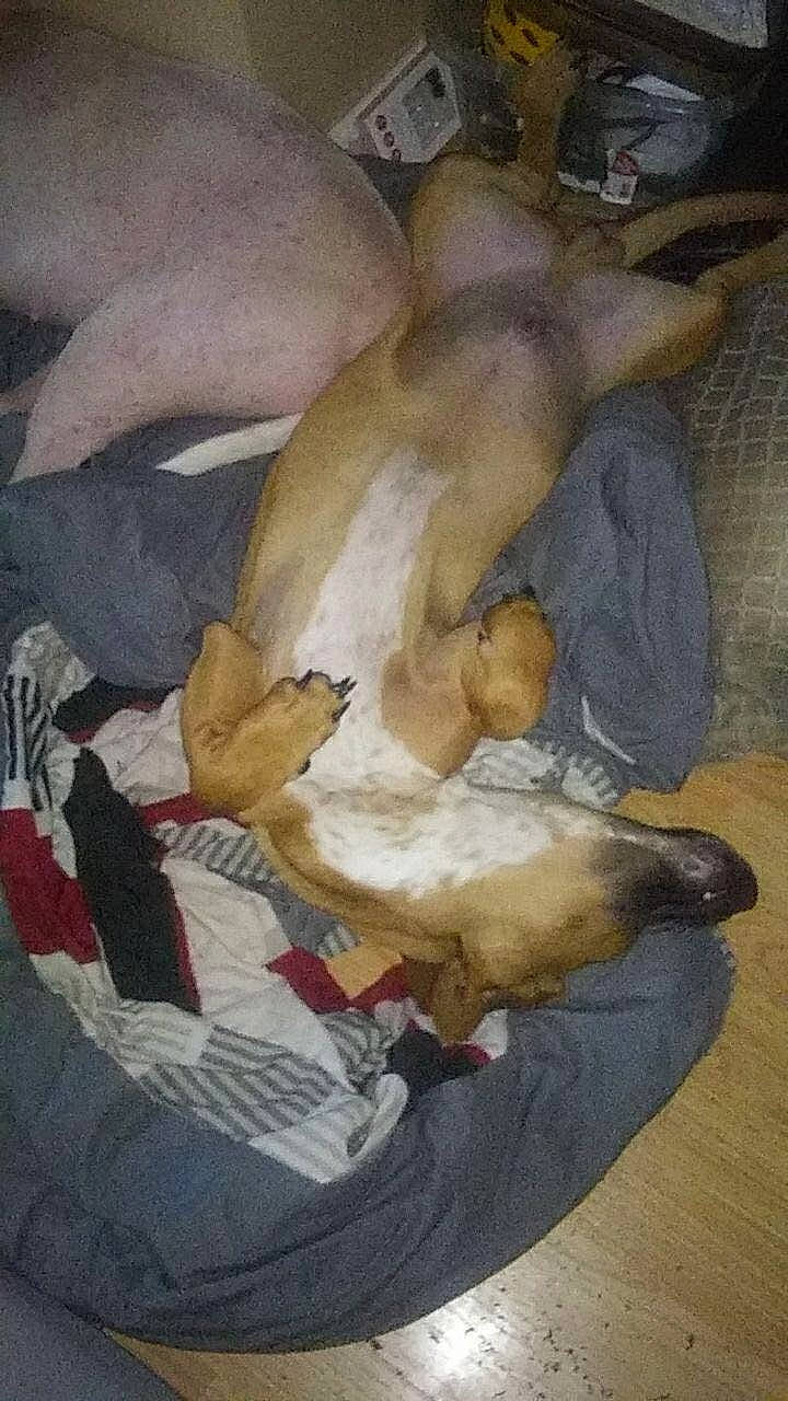 Fatboy is registered to the contest to win money with this photo: art, canidae, carnivore, dog, dog_breed, fawn, painting