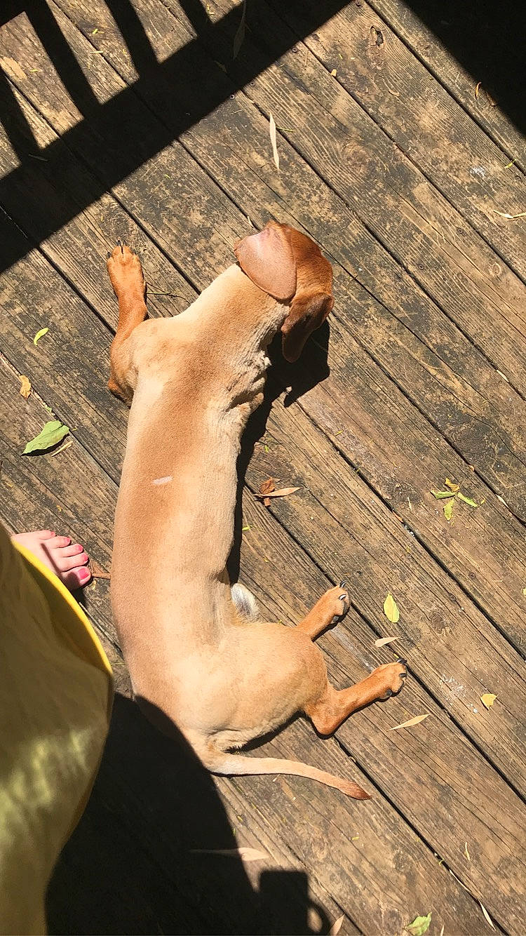 Fatboy is registered to the contest to win money with this photo: american_pit_bull_terrier, barechested, canidae, carnivore, dog, dog_breed, fawn, leg, muscle, non_sporting_group, sporting_group