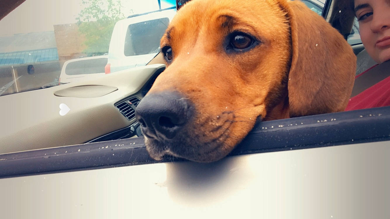 Fatboy is registered to the contest to win money with this photo: broholmer, canidae, carnivore, coonhound, dog, dog_breed, ear, fawn, hound, hunting_dog, mammal, nose, rare_breed_dog, redbone_coonhound, rhodesian_ridgeback, snout, tyrolean_hound, vehicle, whiskers