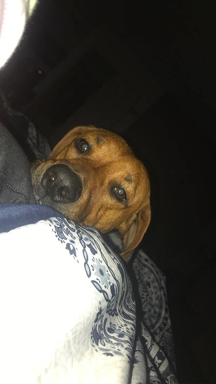 Fatboy joined the competition — help win amazing prizes! black_mouth_cur, canidae, carnivore, companion_dog, coonhound, dog, dog_breed, eye, fawn, mammal, mountain_cur, nose, puppy, rhodesian_ridgeback, snout, whiskers