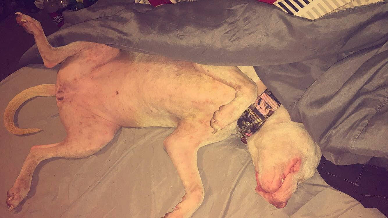 Rosie is registered to the contest to win money with this photo: canidae, carnivore, companion_dog, dog, dog_breed, fawn, non_sporting_group, paw, snout, sporting_group, tail