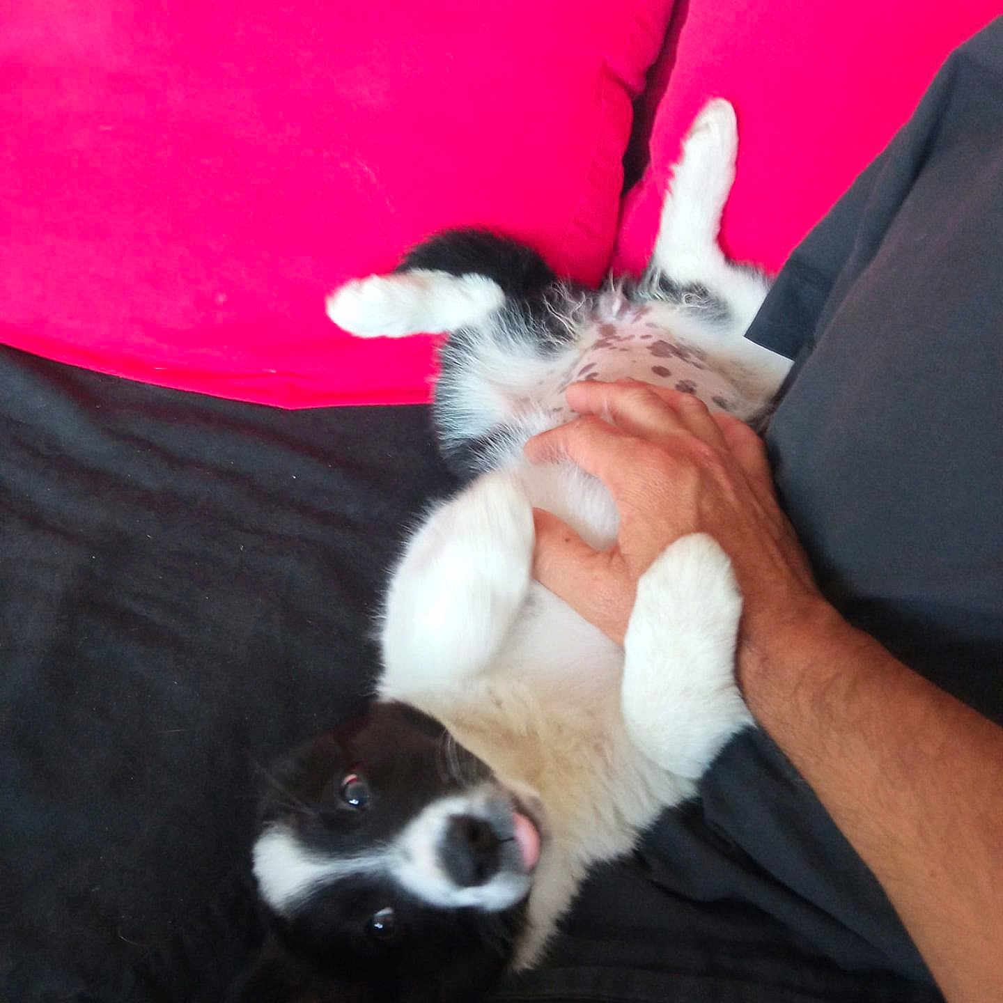 Saika a rejoint le concours — aidez-le/la à gagner de superbes lots ! animal, belly_rub, black_and_white, casual, couch, cute, dog, domestic, fur, hand, indoor, person, pet, playful, puppy, red_cushion, relaxing, resting, tongue_out, young_dog