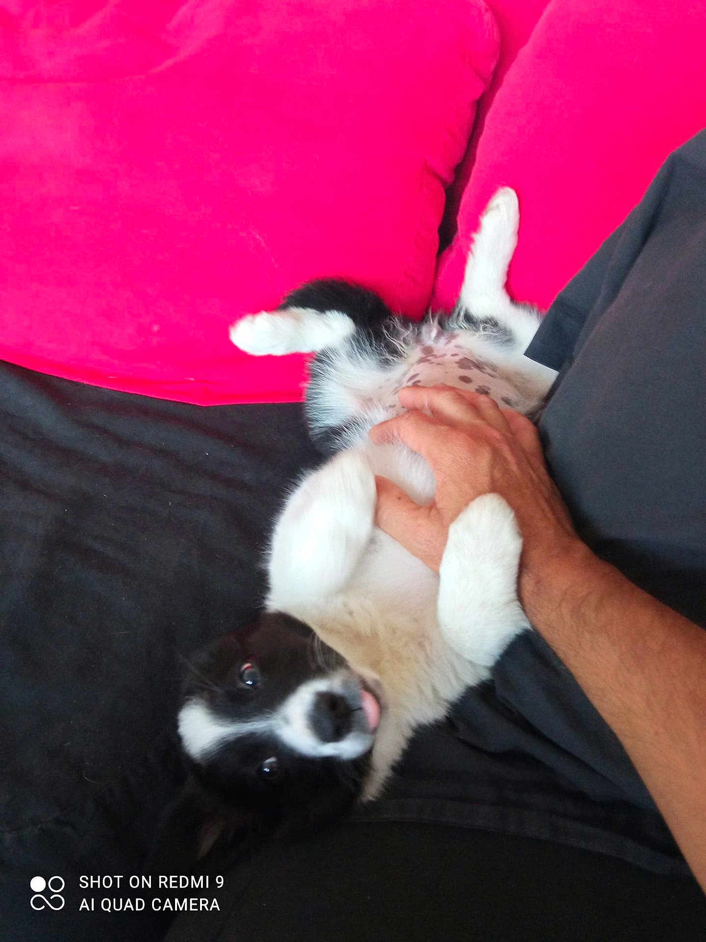 Saika a rejoint le concours — aidez-le/la à gagner de superbes lots ! animal, belly_rub, black_and_white, casual, couch, cute, dog, domestic, fur, hand, indoor, person, pet, playful, puppy, red_cushion, relaxing, resting, tongue_out, young_dog