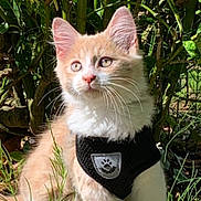 Nala a rejoint le concours — aidez-le/la à gagner de superbes lots ! kitten, cat, pet, animal, outdoor, garden, plants, greenery, harness, sunlight, whiskers, cute, young, feline, sitting, nature, adorable, fur, ears, eyes