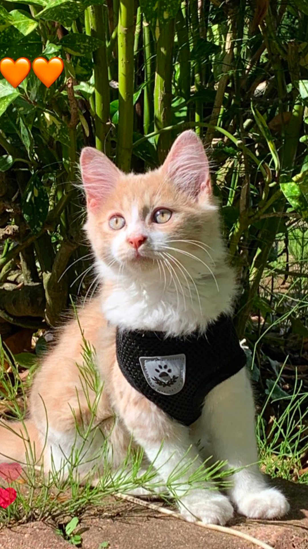 Nala a rejoint le concours — aidez-le/la à gagner de superbes lots ! kitten, cat, pet, animal, outdoor, garden, plants, greenery, harness, sunlight, whiskers, cute, young, feline, sitting, nature, adorable, fur, ears, eyes