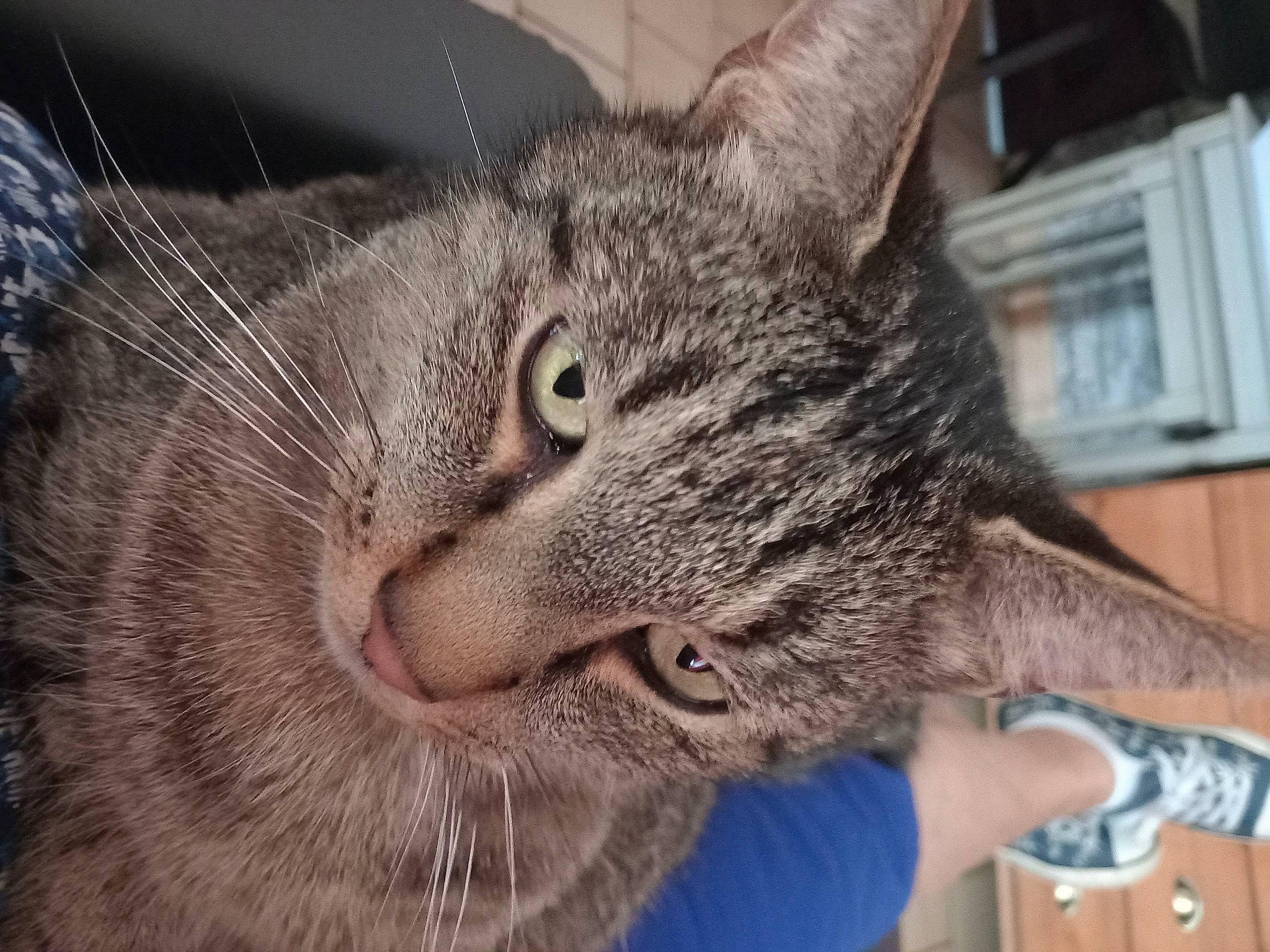 Manolo a rejoint le concours — aidez-le/la à gagner de superbes lots ! bobcat, carnivore, cat, claw, domestic_short_haired_cat, ear, felidae, fur, paw, small_to_medium_sized_cats, snout, terrestrial_animal, tree, whiskers, wildlife, window