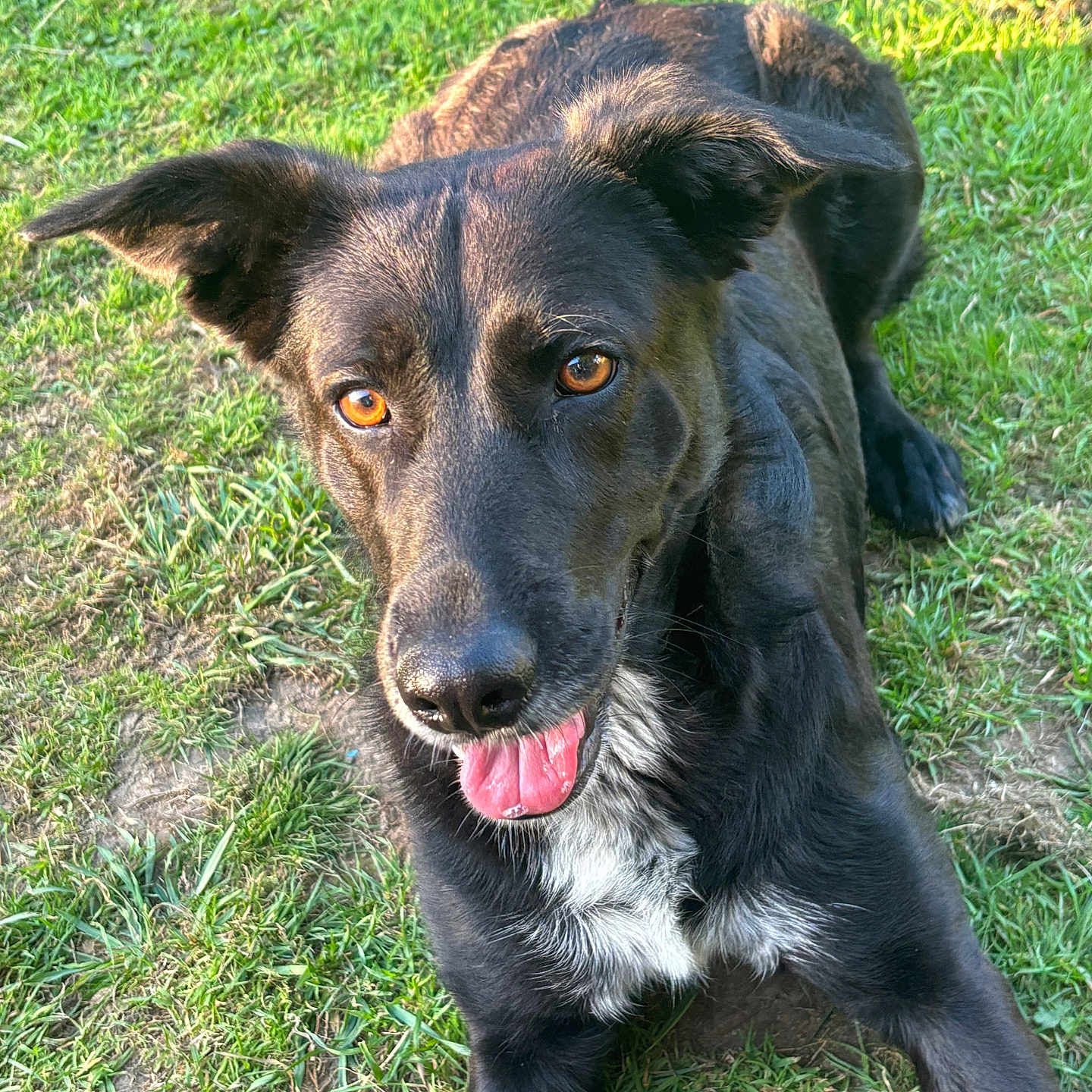 Loki a rejoint le concours — aidez-le/la à gagner de superbes lots ! animal, black_dog, canine, closeup, daylight, dog, ears, eyes, face, fur, grass, happy, laying_down, muzzle, nature, outdoor, pet, playful, sunlight, tongue_out