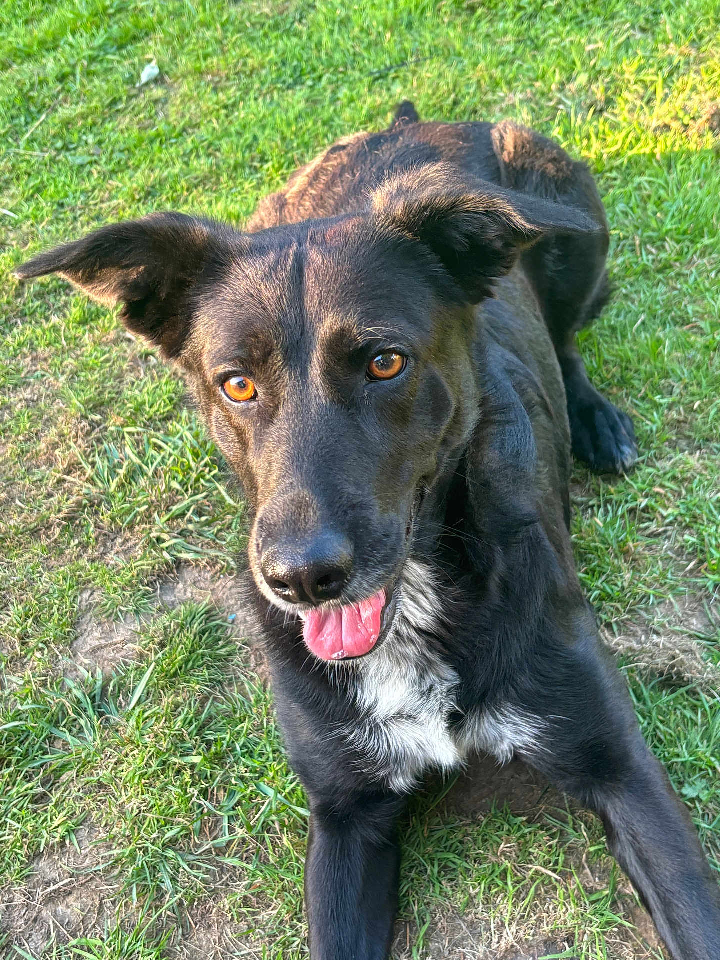 Loki