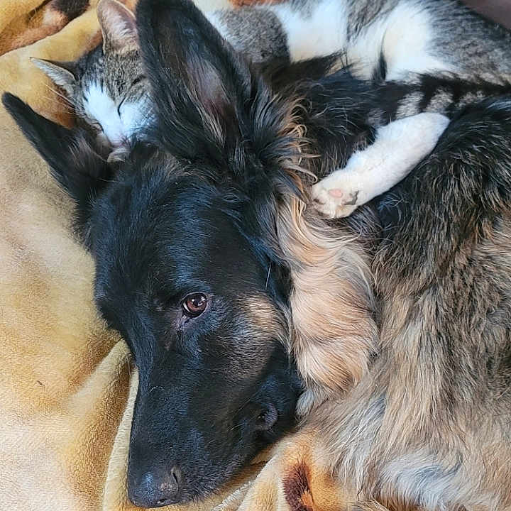 Kylo Ren And Mia joined the competition — help win amazing prizes! animal, blanket, cat, companion, couch, cozy, cute, dog, domestic, friendship, fur, german_shepherd, indoor, leather, nap, pet, relaxation, resting, sleeping, tabby_cat