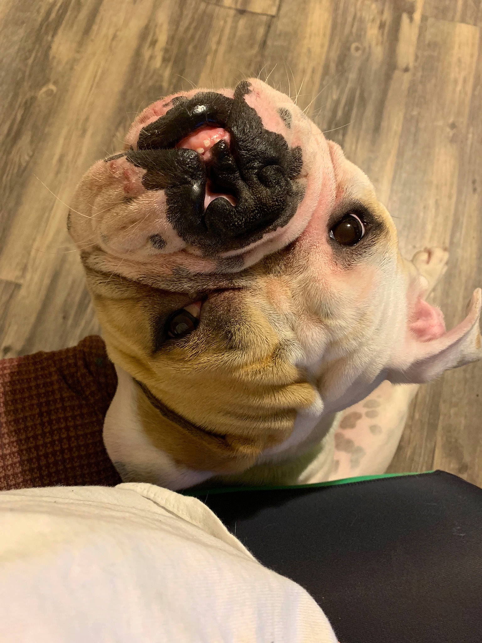 Francisco joined the competition — help win amazing prizes! canidae, dog, fawn, non_sporting_group, old_english_bulldog, skin, snout, wrinkle