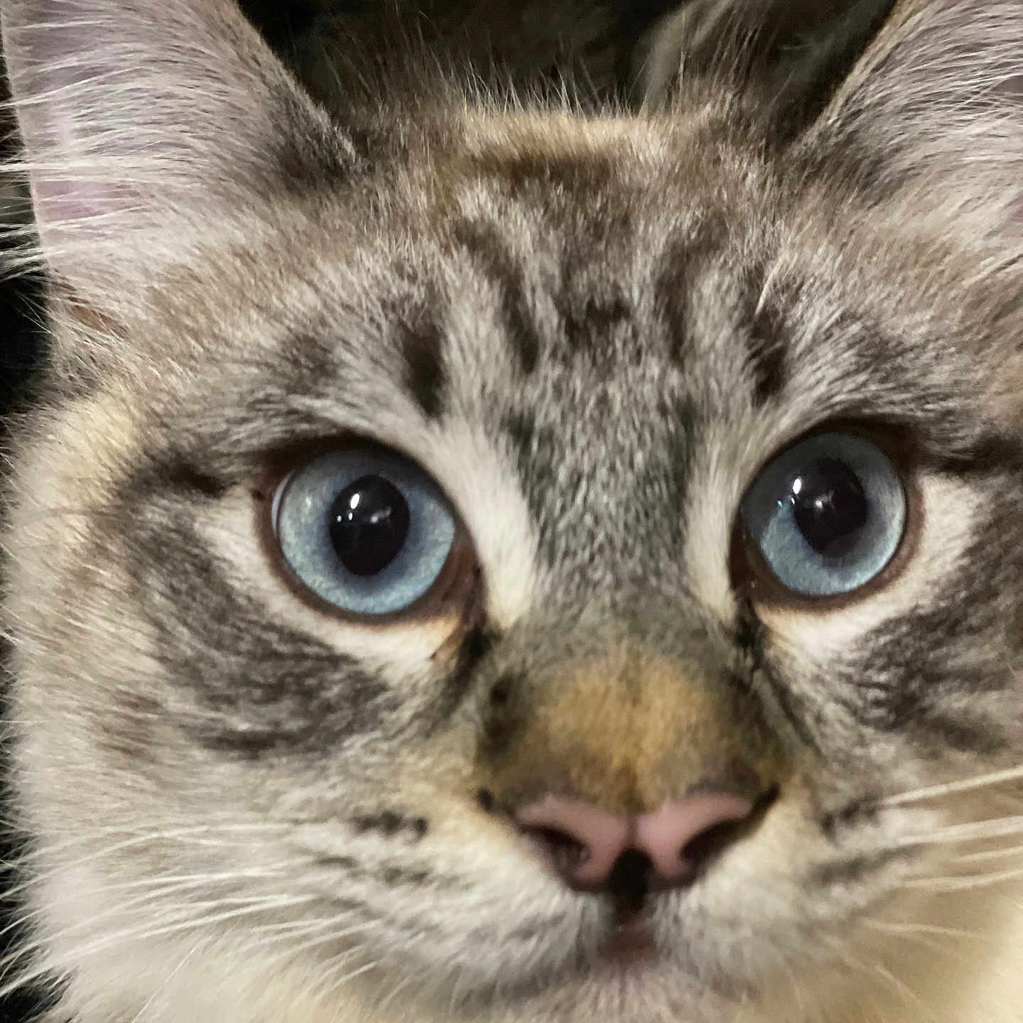 Joaquin joined the competition — help win amazing prizes! abyssinian, angora, animal, brasssection, cat, horn, kitten, manx, musicalinstrument, pet, siamese, snout