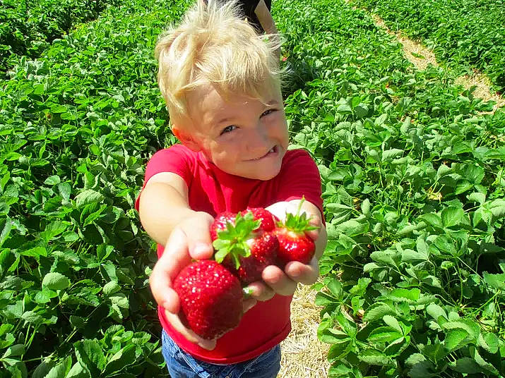 Jaden joined the competition — help win amazing prizes! baby_toddler_clothing, berry, food, fruit, grass, grass_family, groundcover, joy, leaf, natural_foods, people_in_nature, person, plant, produce, rose_family, seedless_fruit, shrub, strawberries, strawberry, superfood