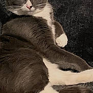 Nova is registered to the contest to win money with this photo: cat, gray_cat, white_paws, white_chest, lounging, couch, indoor, pet, feline, relaxed, resting, whiskers, ears, tail, fur, paw, nose, home, domestic_animal, mammal