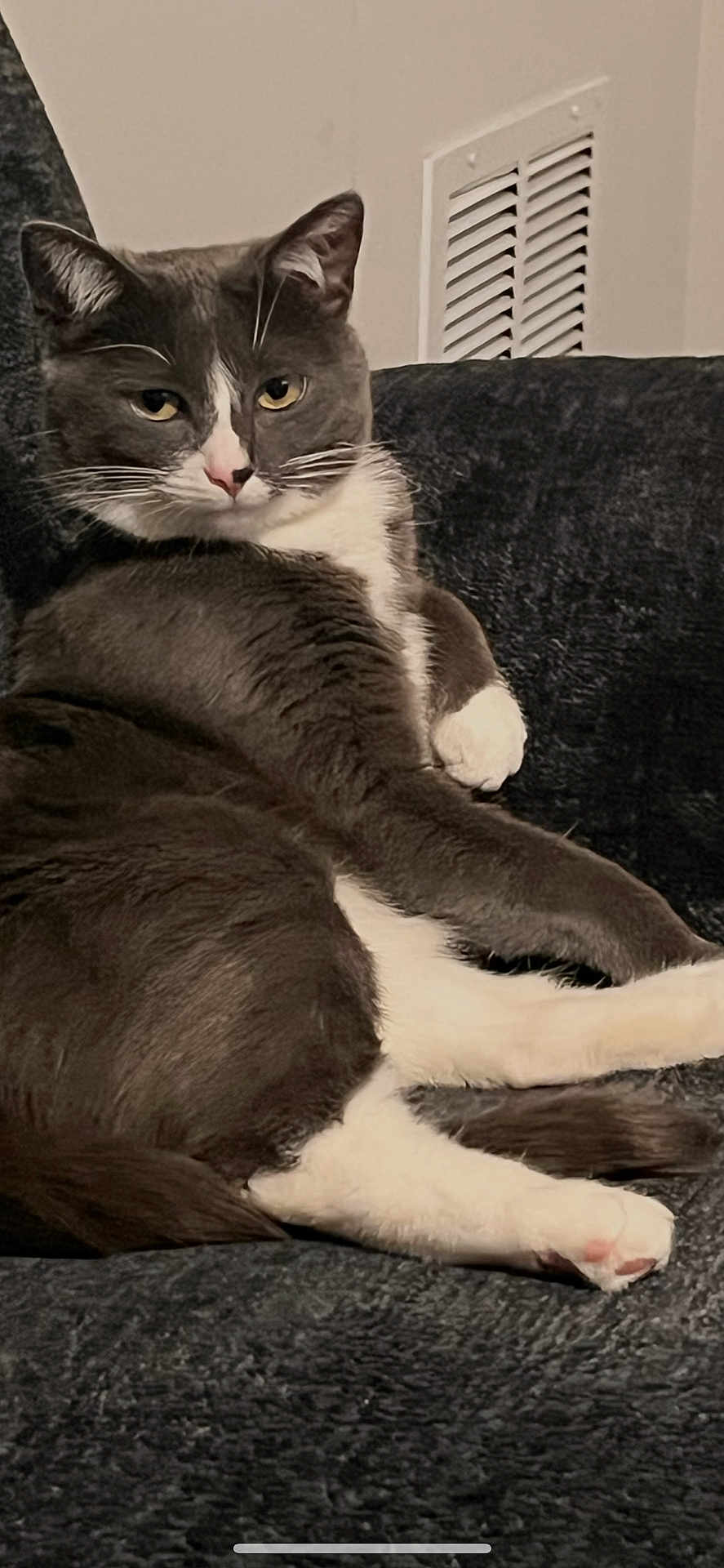 Nova