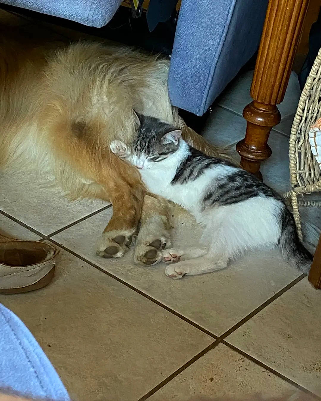 Groseille a rejoint le concours — aidez-le/la à gagner de superbes lots ! carnivore, cat, chair, comfort, companion_dog, dog_breed, fawn, felidae, floor, flooring, hardwood, human_leg, lap, paw, small_to_medium_sized_cats, snout, sporting_group, tail, whiskers, wood